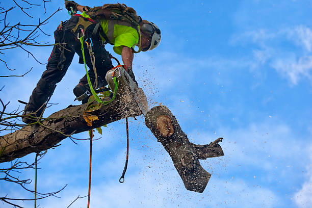Acorn Tree & Garden Services