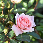 Swincar Nurseries